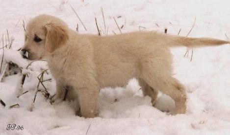 Iitu as puppy