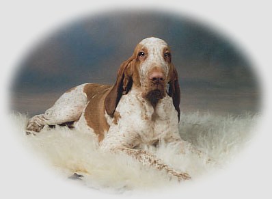 Carneval's Aranzione Cane