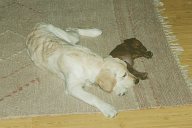 Sally & Siri