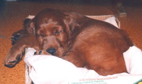 Wille sleeping
